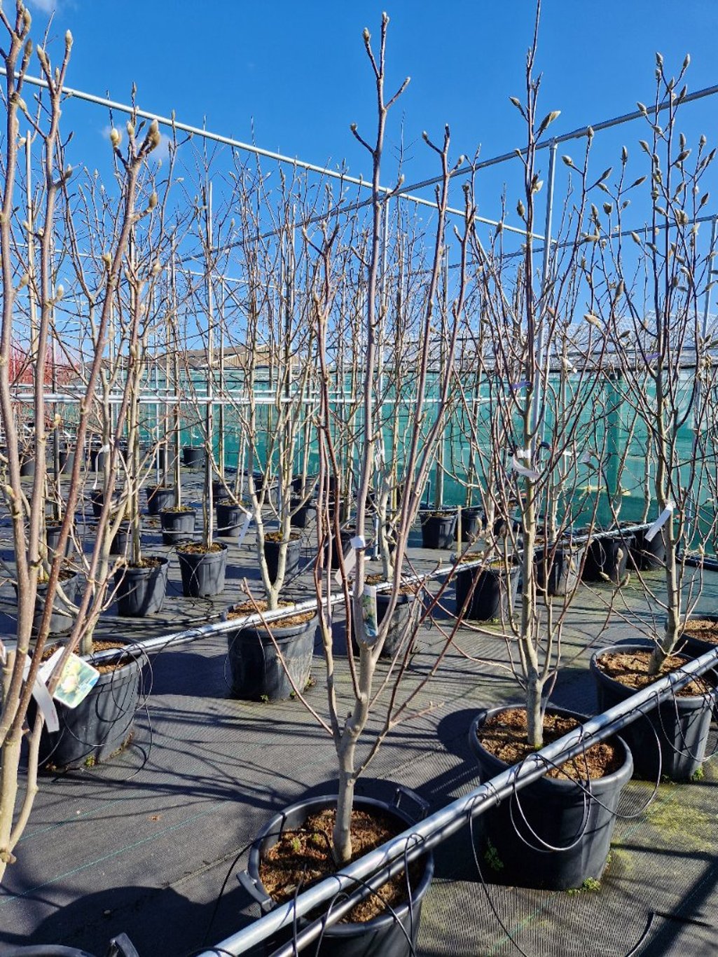 Magnolia 'Sunsation' - C35 150-175 CM